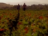 ana-ben-at-farm-wide